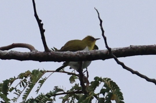 Yellow-throated White-eye - ML620777608