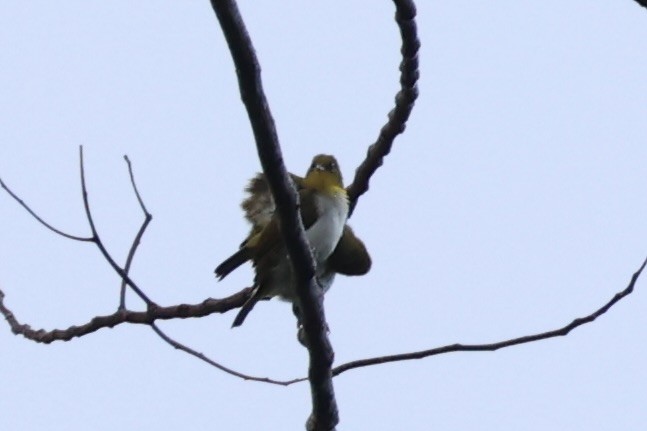 Yellow-throated White-eye - ML620777609