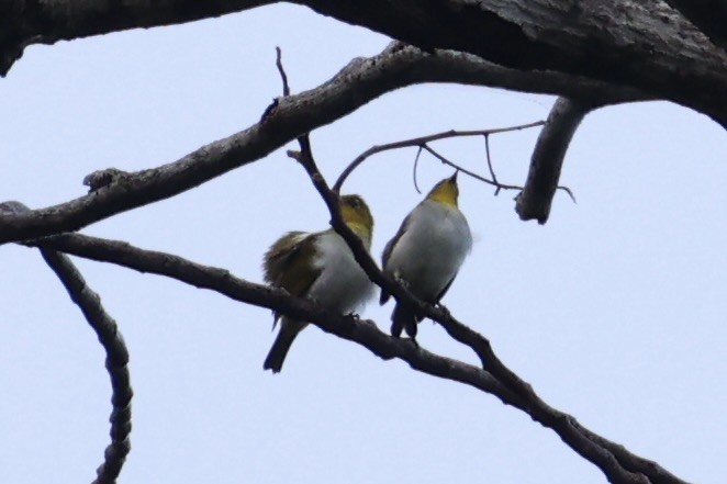 Yellow-throated White-eye - ML620777610