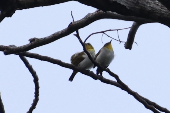 Yellow-throated White-eye - ML620777611