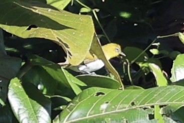 Yellow-throated White-eye - Andrew William