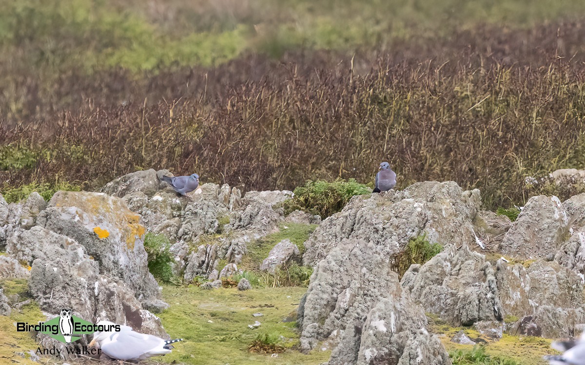 Stock Dove - ML620777614