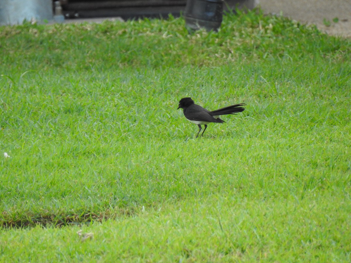 Willie-wagtail - ML620777615