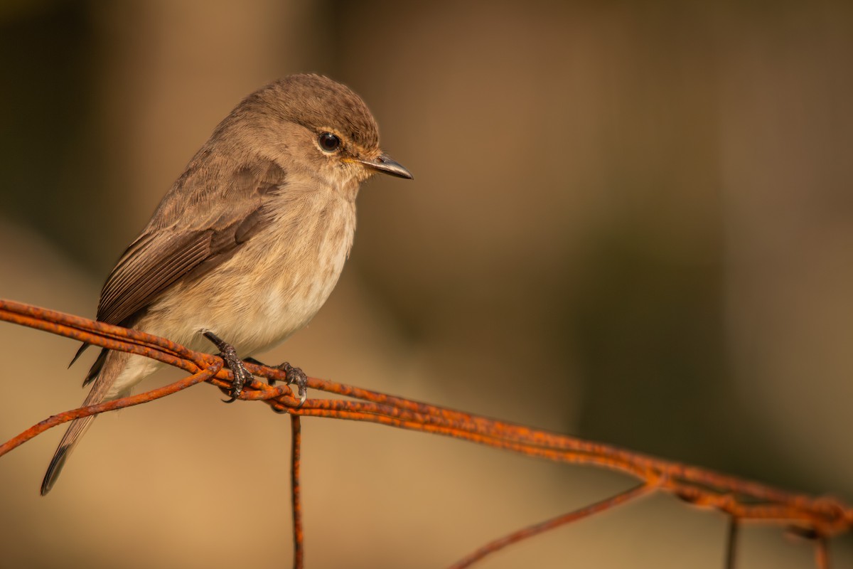 African Dusky Flycatcher - ML620777620