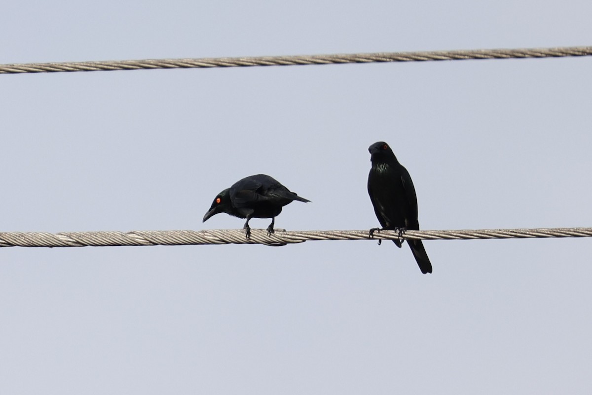 Singing Starling - ML620777624