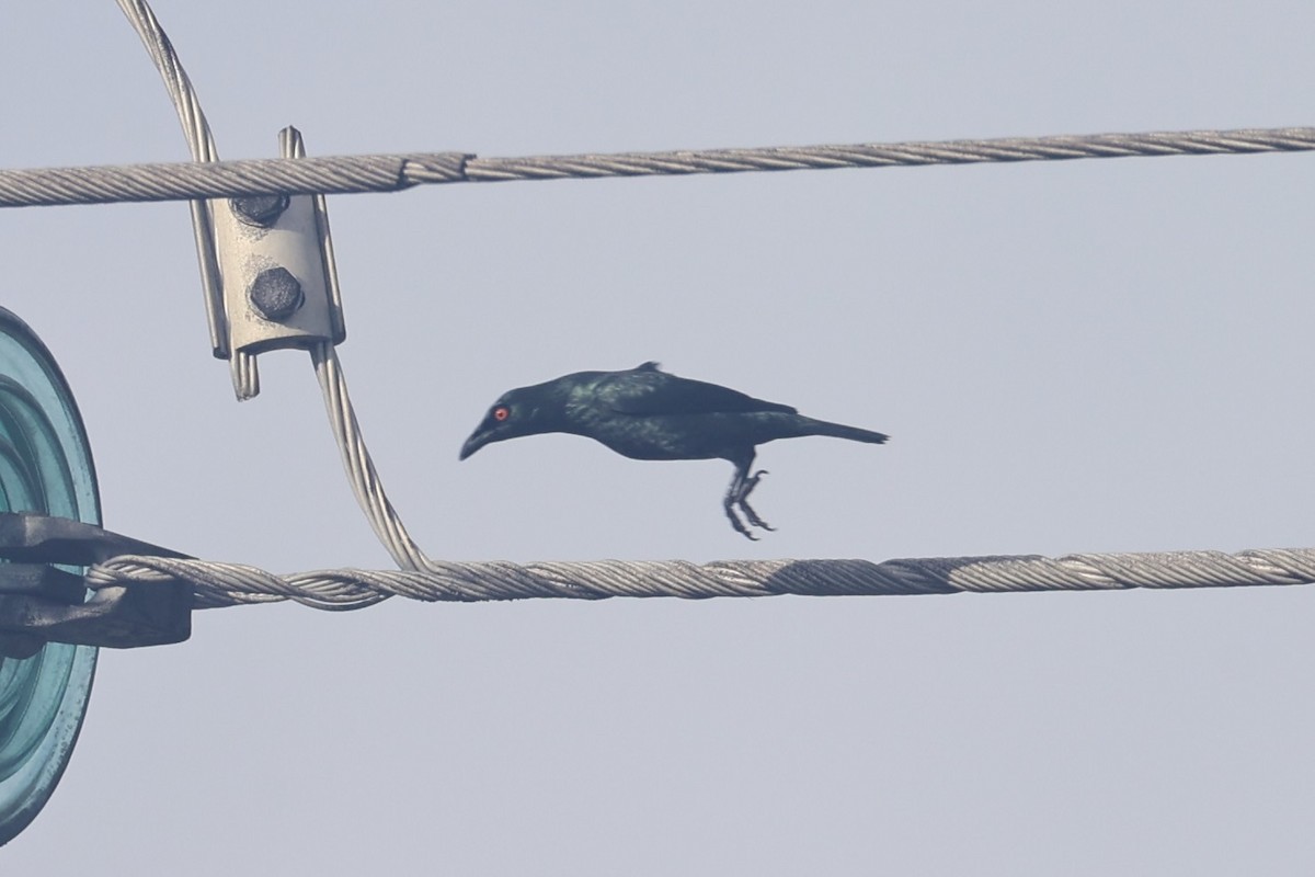 Singing Starling - ML620777627