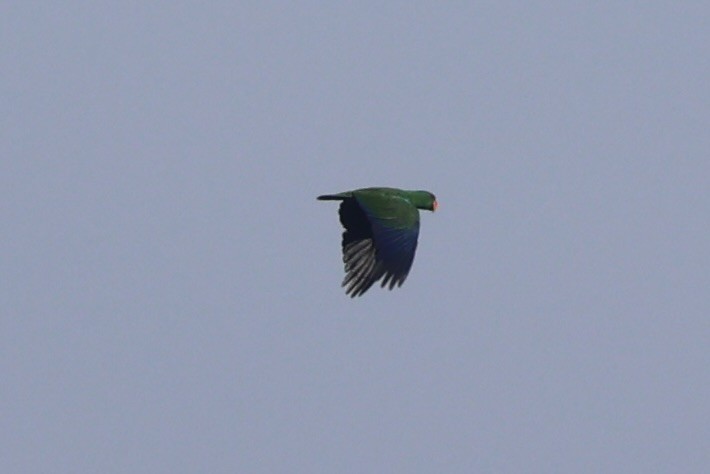 Papuan Eclectus - ML620777629