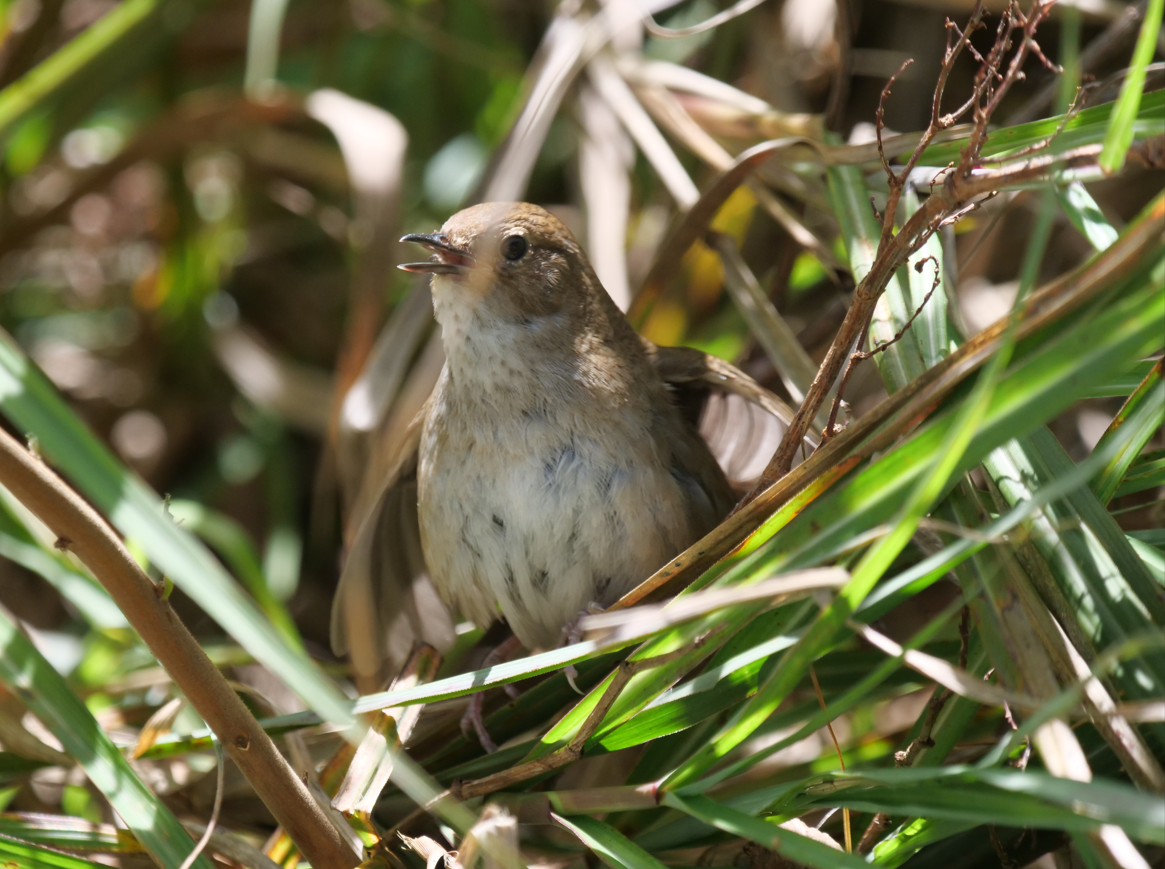 Taiwan Bush Warbler - ML620777630