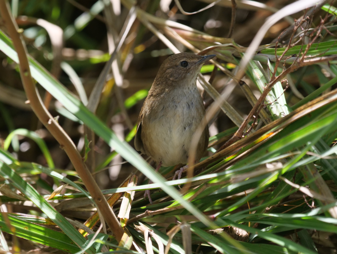 Taiwan Bush Warbler - ML620777631