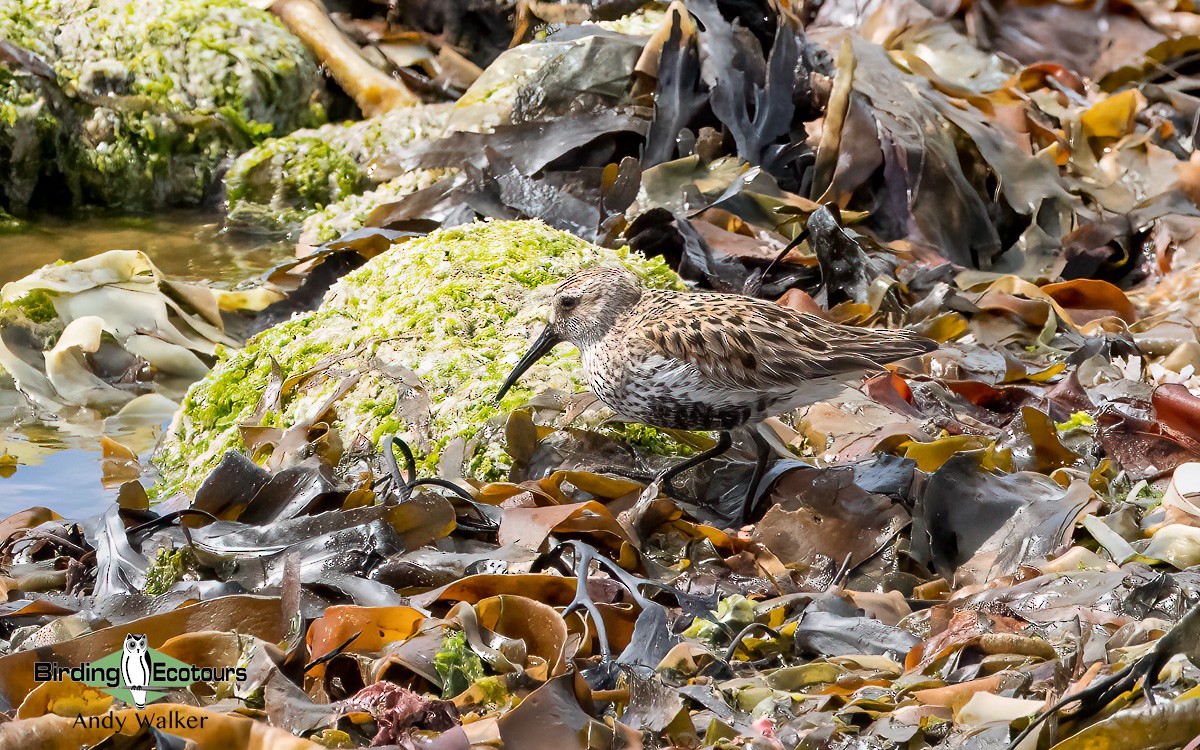 Dunlin - ML620777632