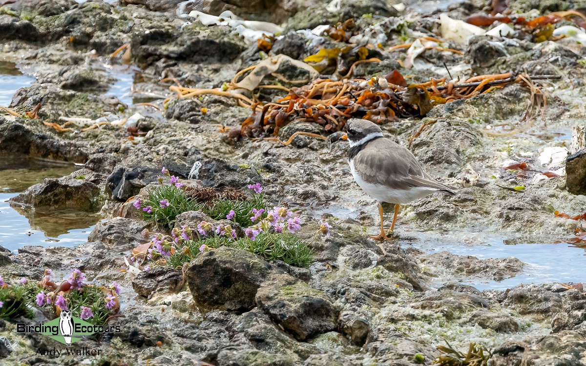 Common Ringed Plover - ML620777633