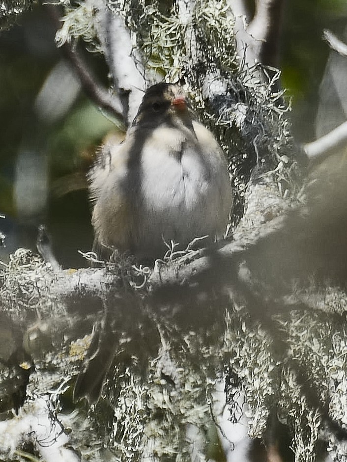 Chipping Sparrow - ML620777634