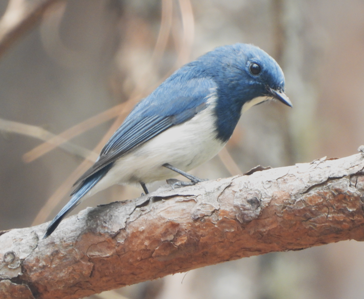 Ultramarine Flycatcher - ML620777635