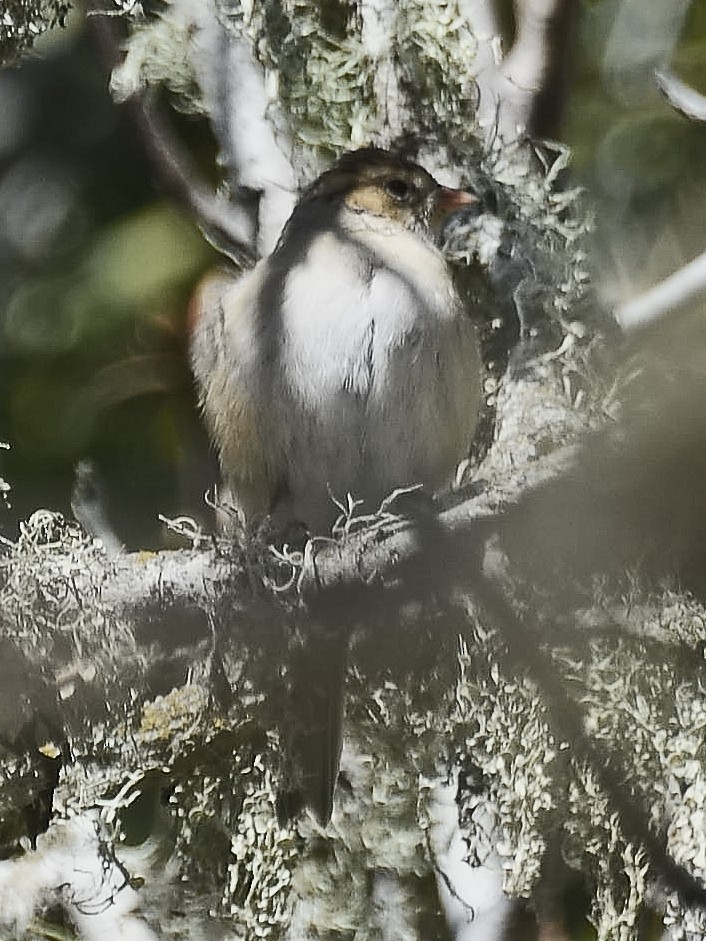 Chipping Sparrow - Michael Rieser