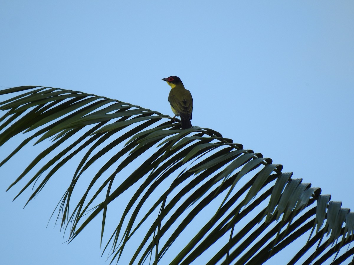 Australasian Figbird - ML620777637