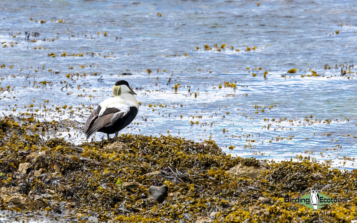 Eider à duvet (mollissima) - ML620777639