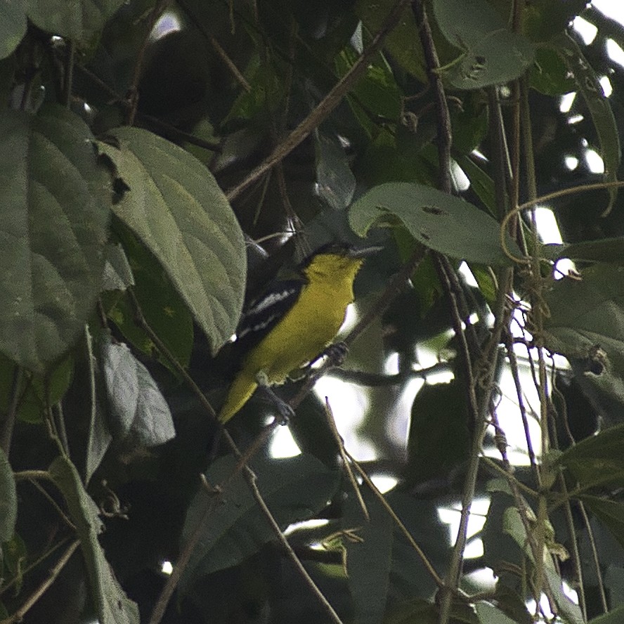 Common Iora - ML620777640