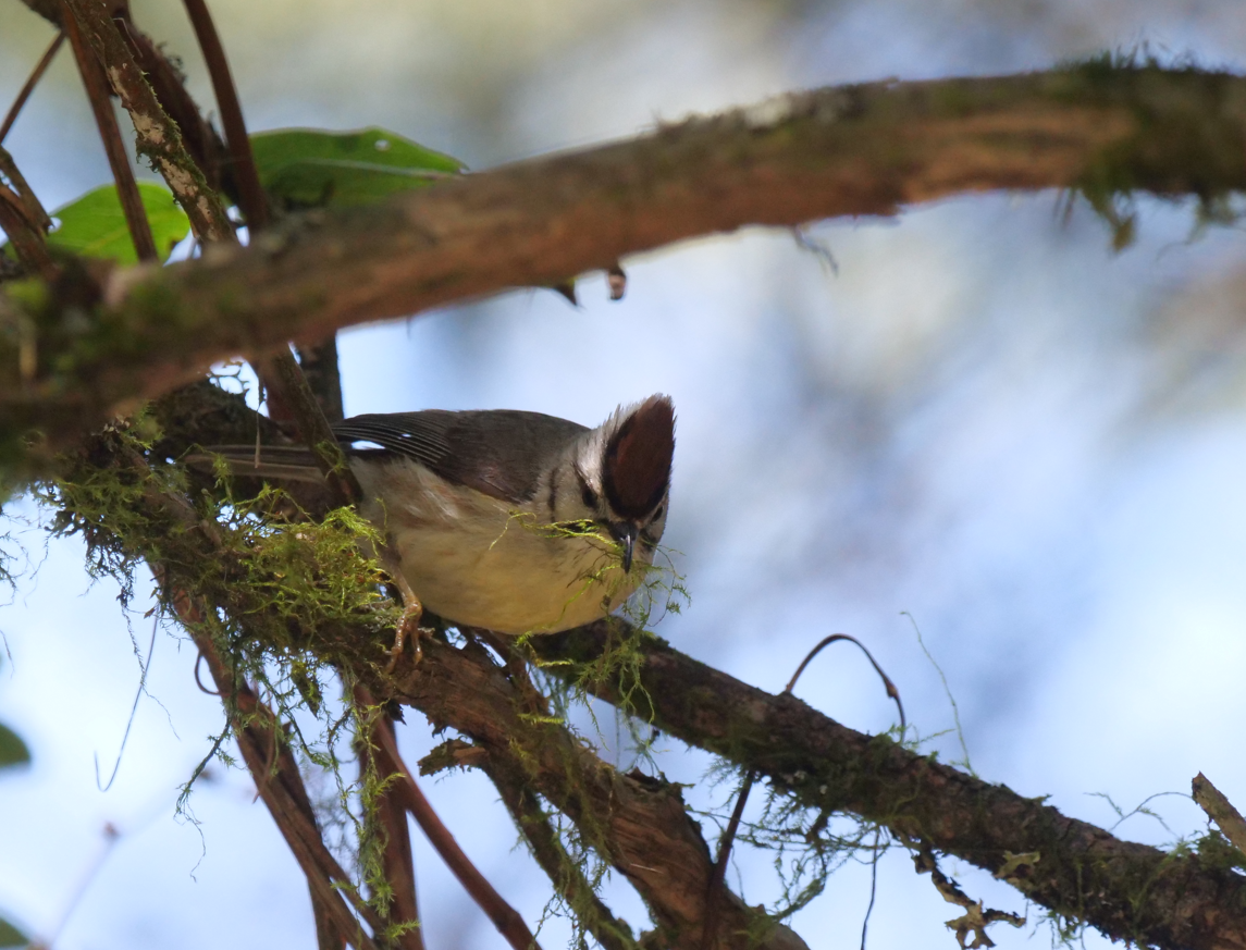 Yuhina de Formosa - ML620777641