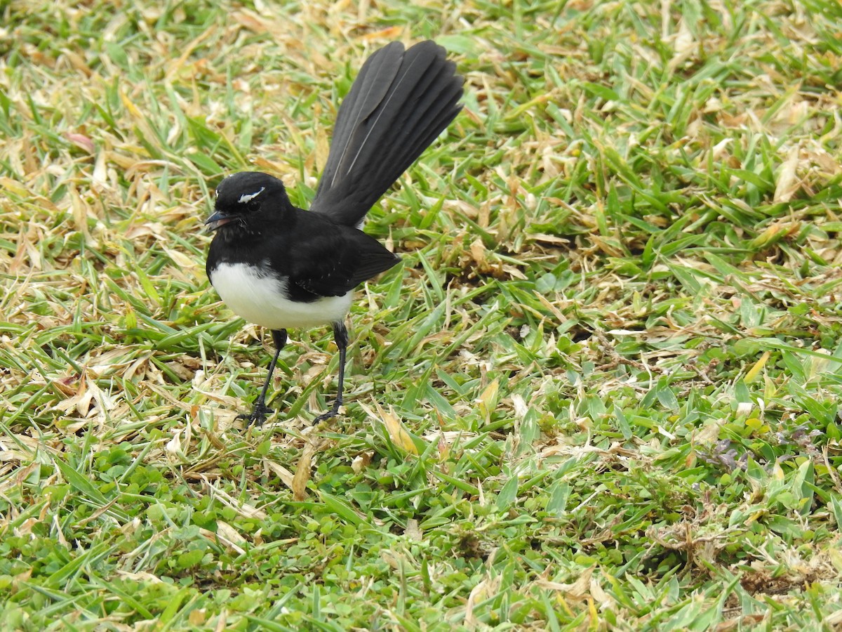 Willie-wagtail - ML620777642