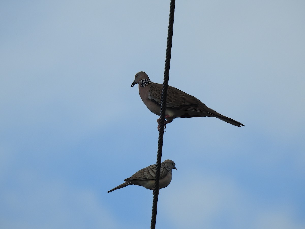 Spotted Dove - ML620777646