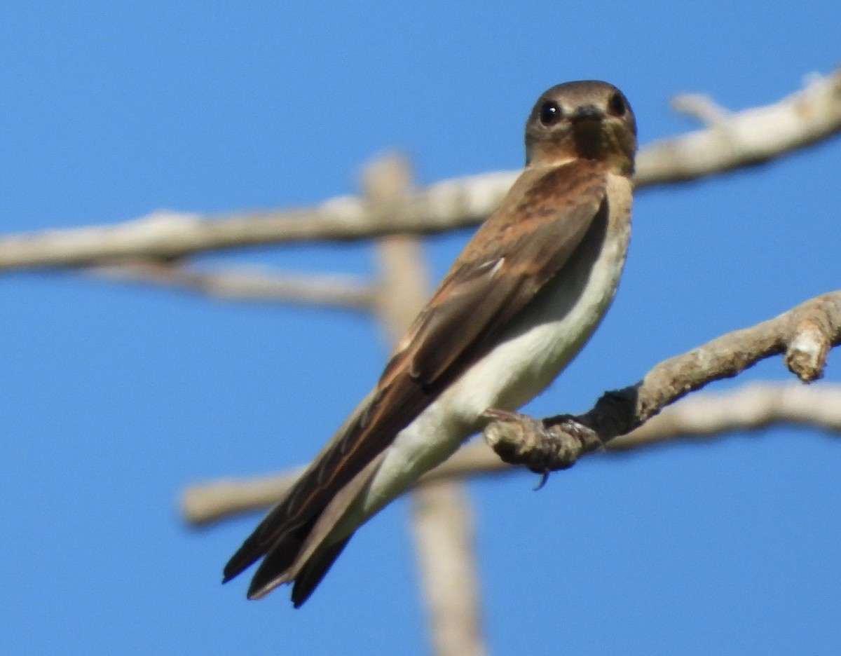 Northern Rough-winged Swallow - ML620777651