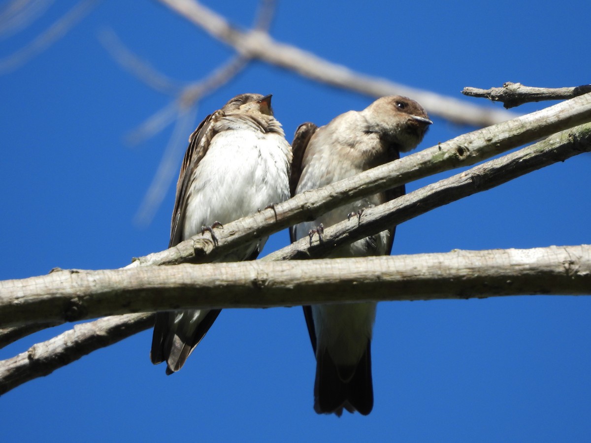 Northern Rough-winged Swallow - Carol Furutani