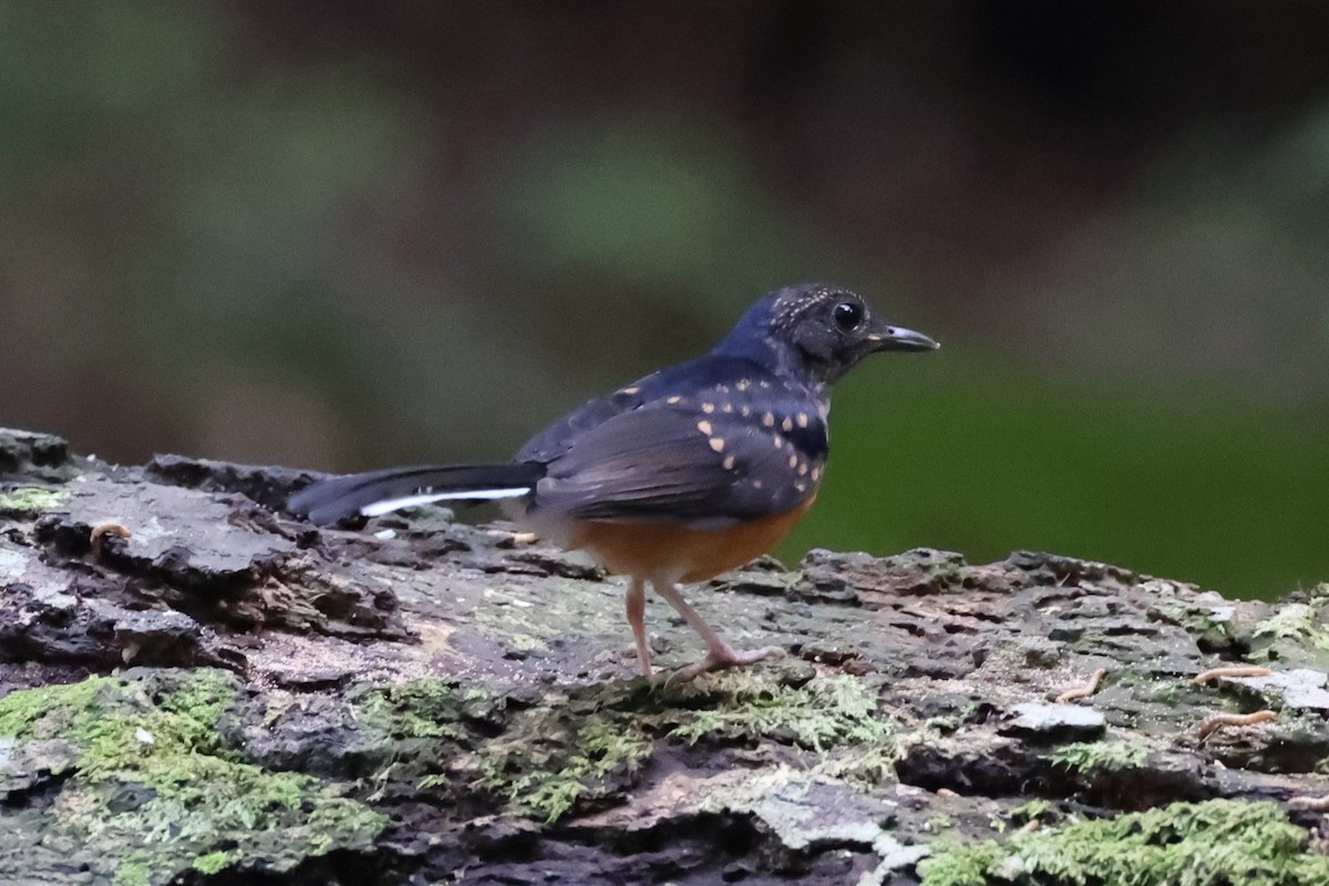 White-rumped Shama - ML620777666