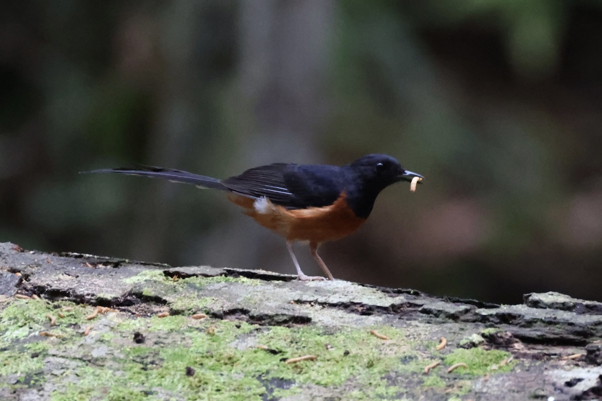 White-rumped Shama - ML620777667