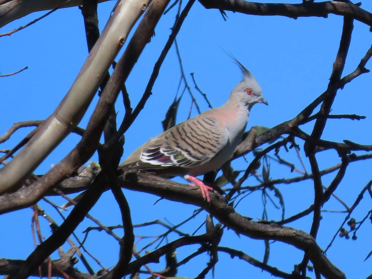 Crested Pigeon - ML620777674