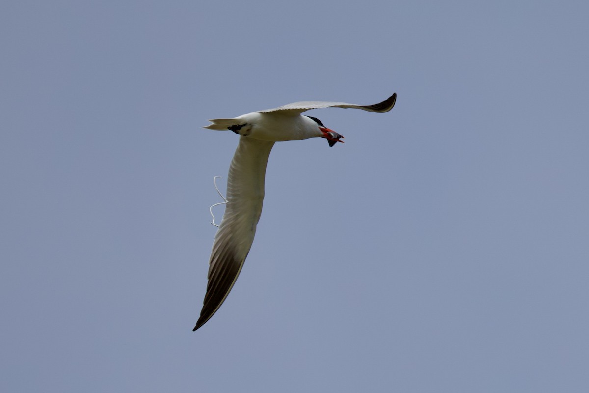 Caspian Tern - ML620777714