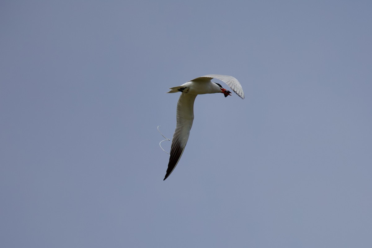 Caspian Tern - ML620777715