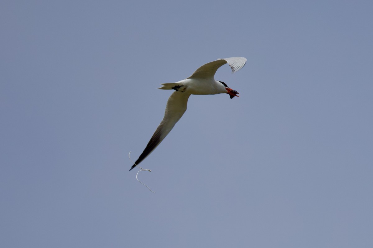 Caspian Tern - ML620777716