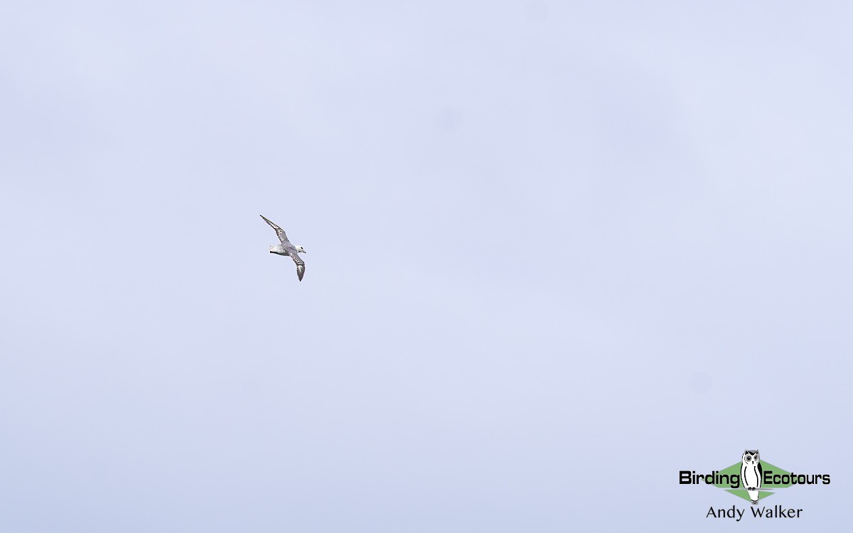 Fulmar Boreal (Atlántico) - ML620777720