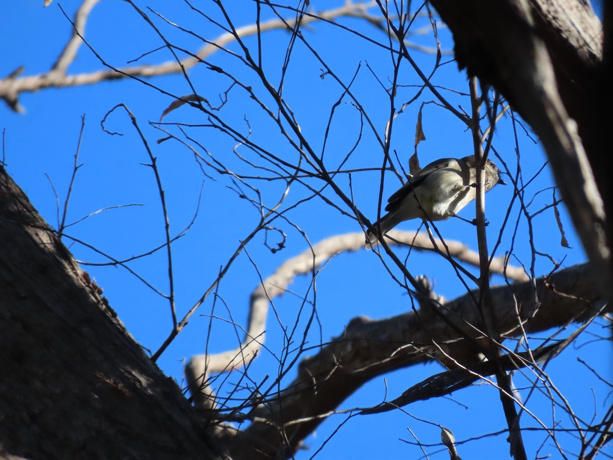 Western Gerygone - ML620777721