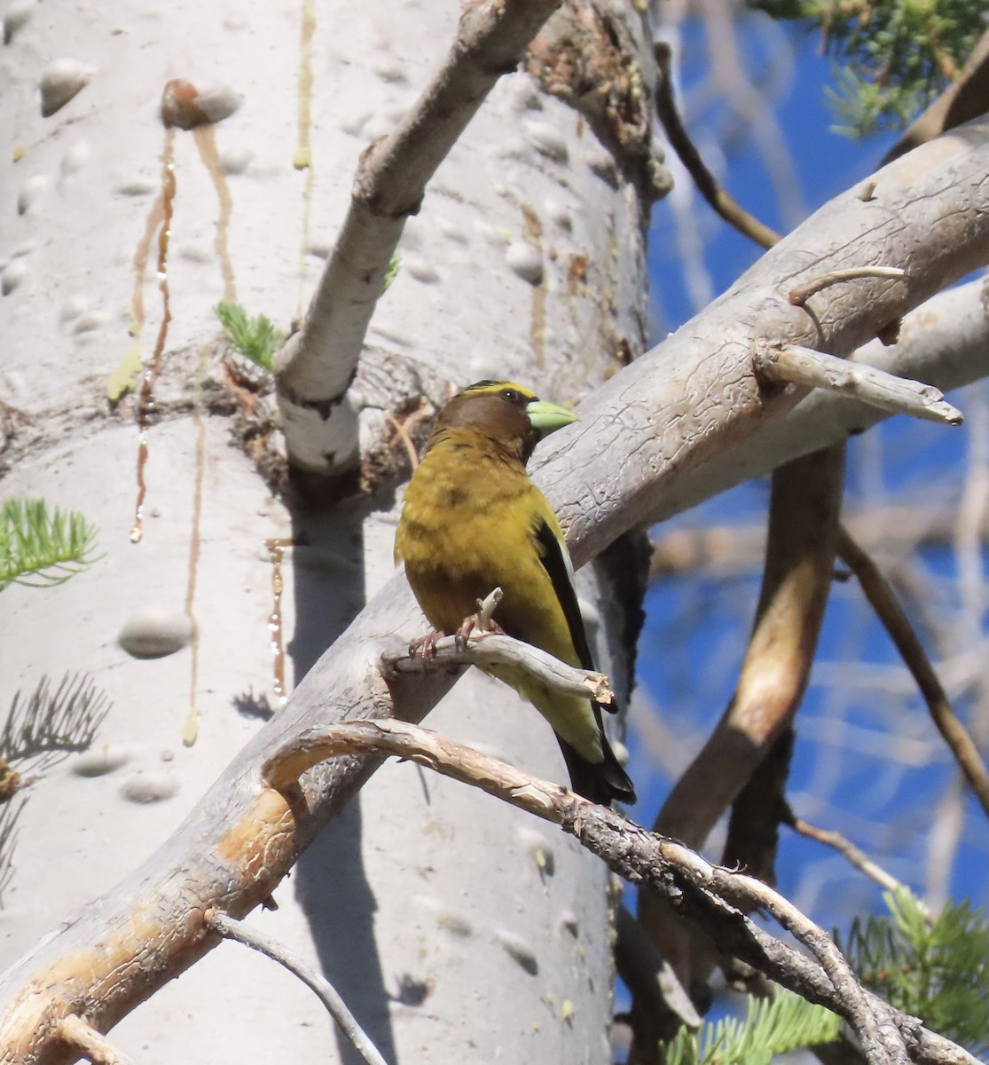 Evening Grosbeak - ML620777723