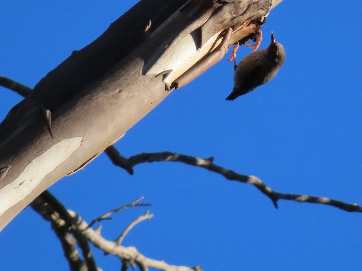 Varied Sittella - Greg Wark