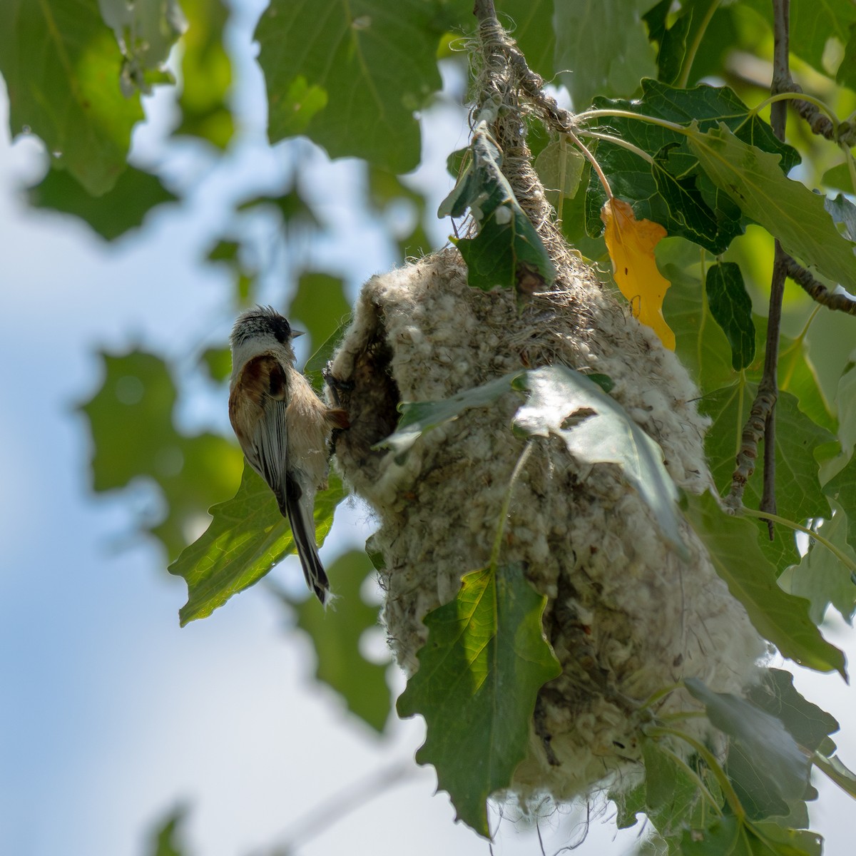 Eurasian Penduline-Tit - ML620777726