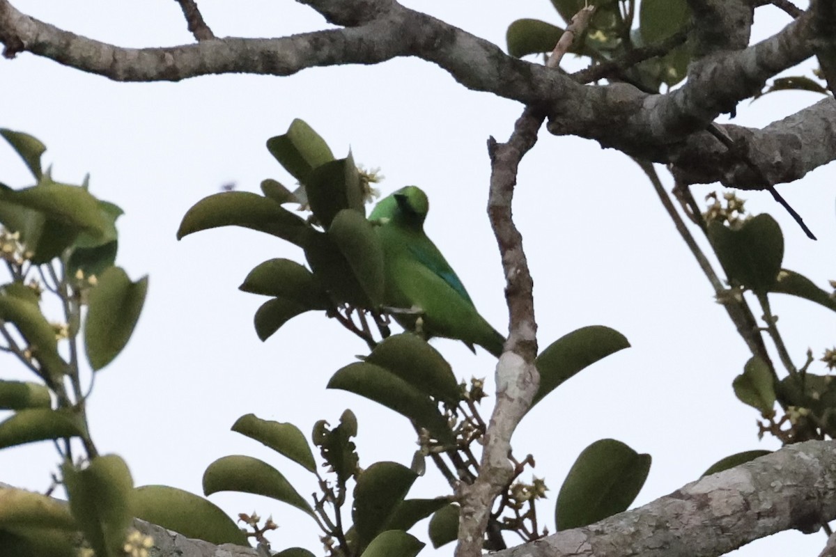 Blue-winged Leafbird - ML620777733