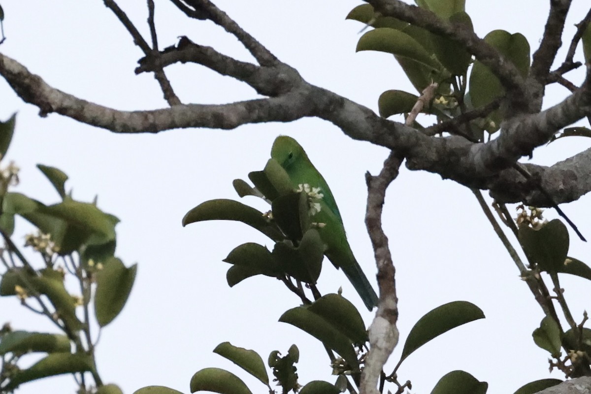 Blue-winged Leafbird - ML620777734