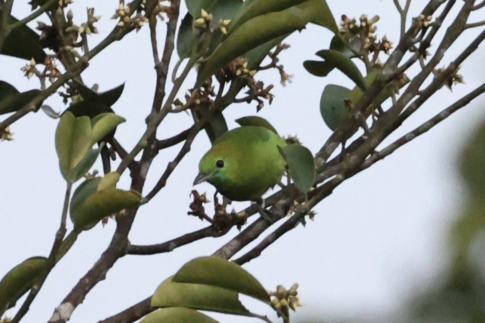 Blue-winged Leafbird - ML620777735