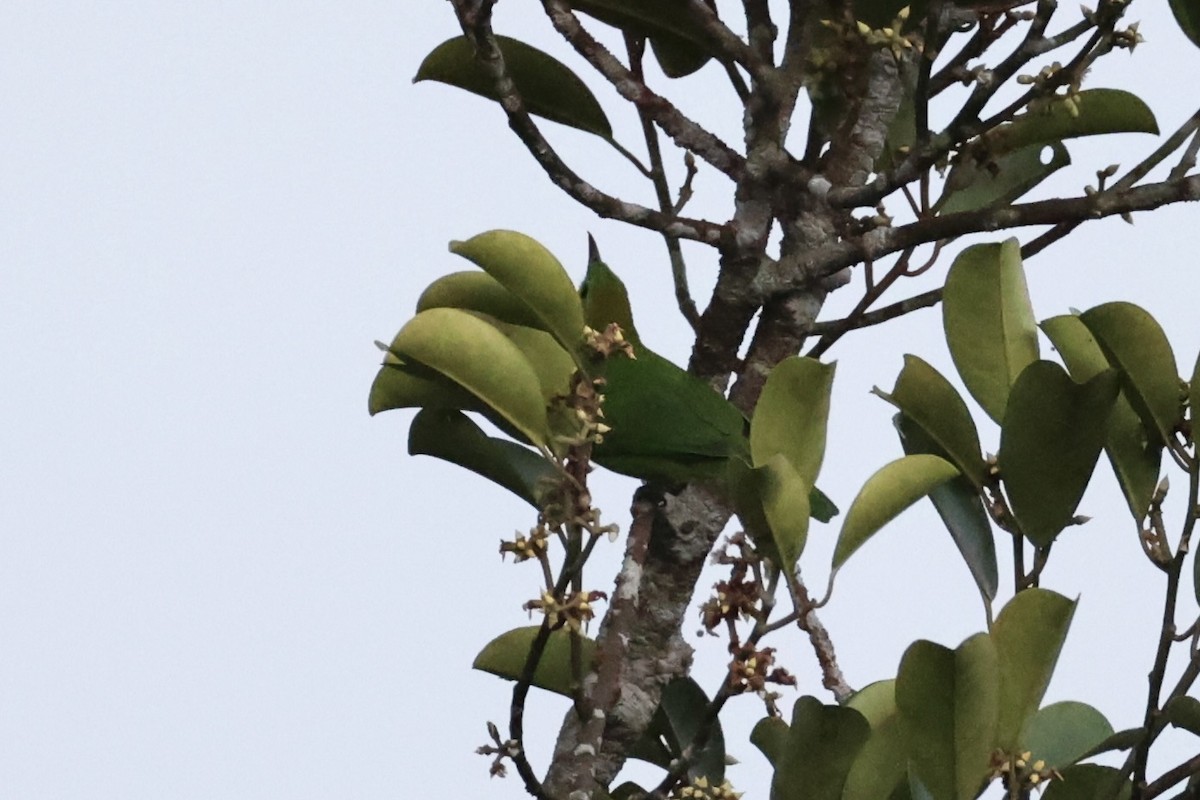 Blue-winged Leafbird - ML620777736