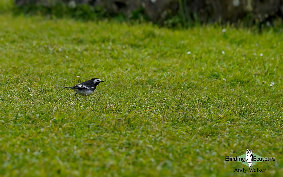 White Wagtail (British) - Andy Walker - Birding Ecotours