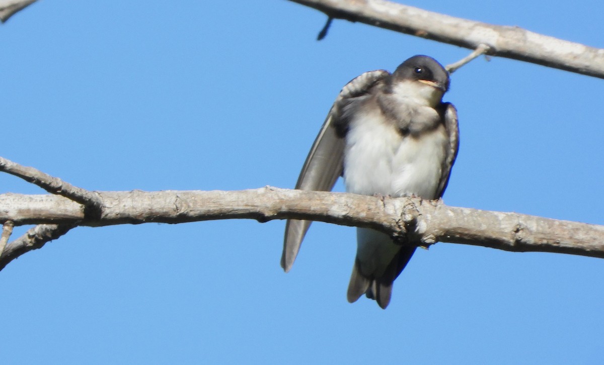 Golondrina Bicolor - ML620777740