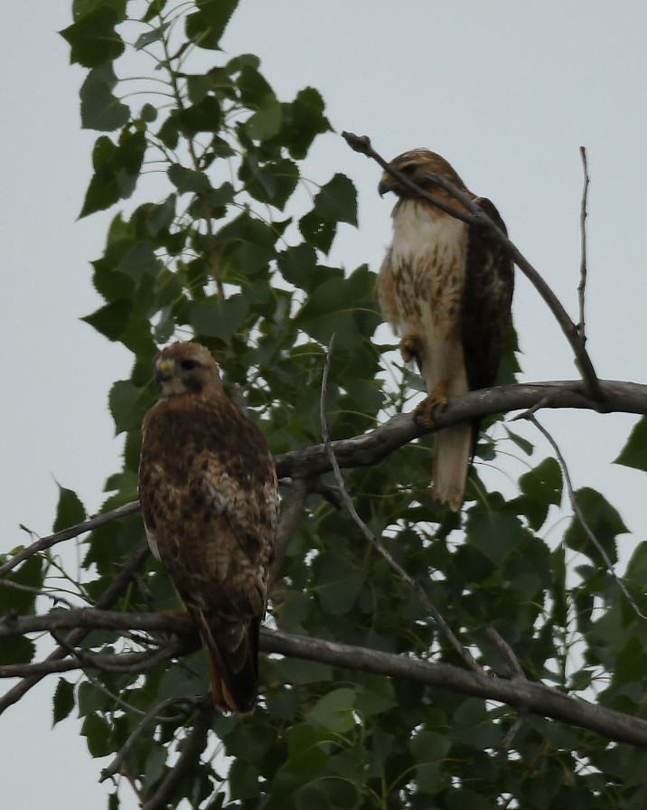 Rotschwanzbussard - ML620777741