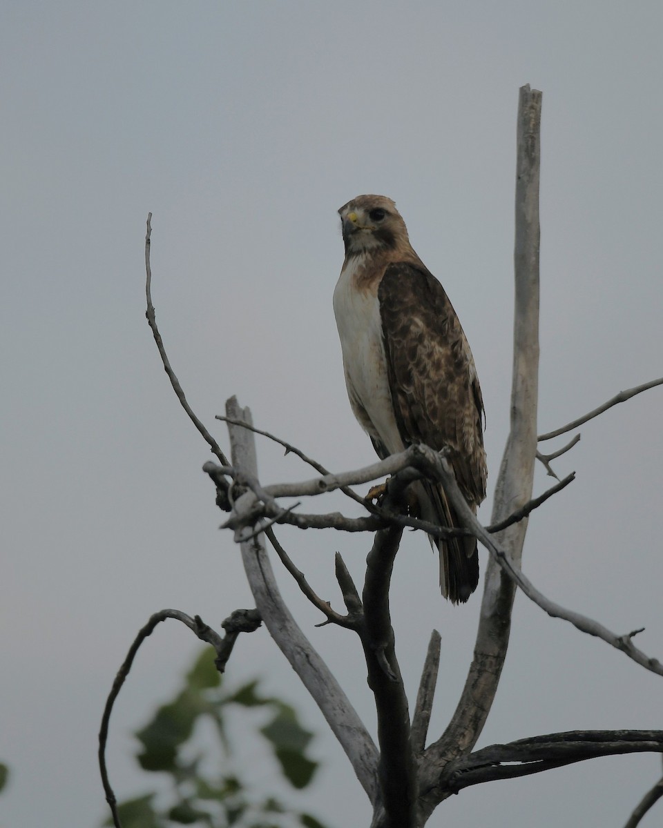 Red-tailed Hawk - Lynn Kohler