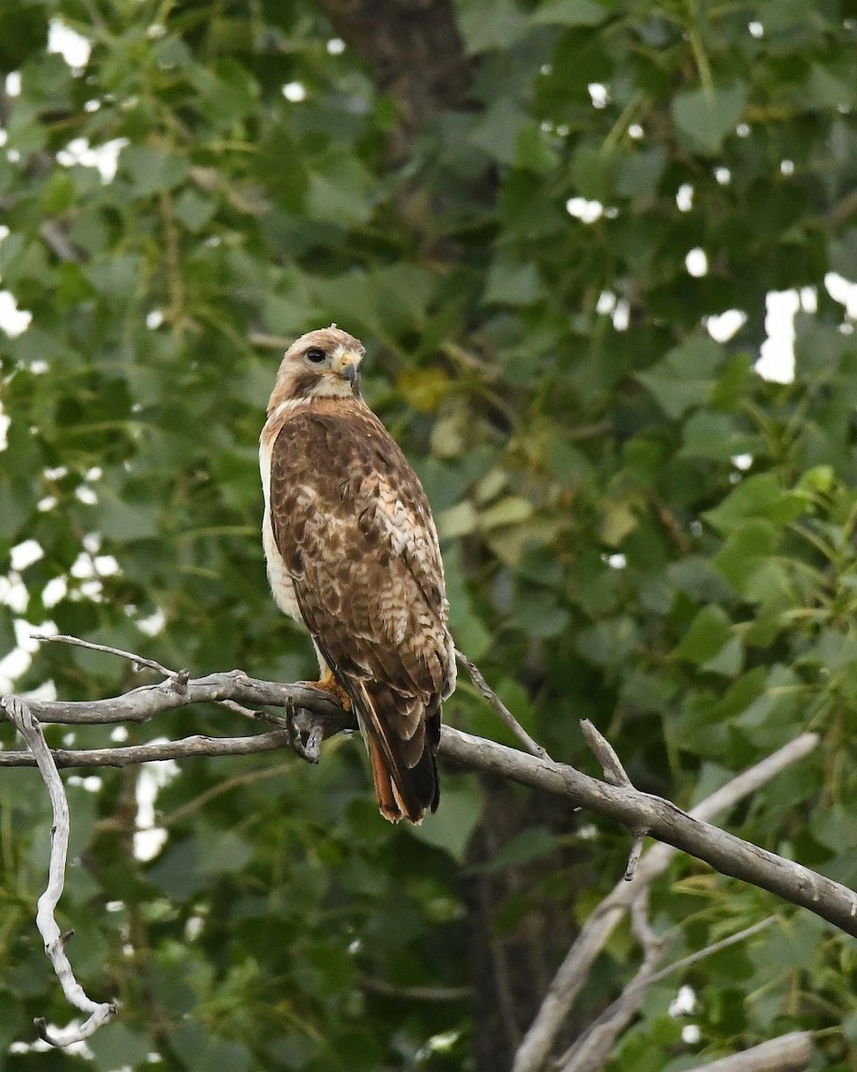 Red-tailed Hawk - ML620777743