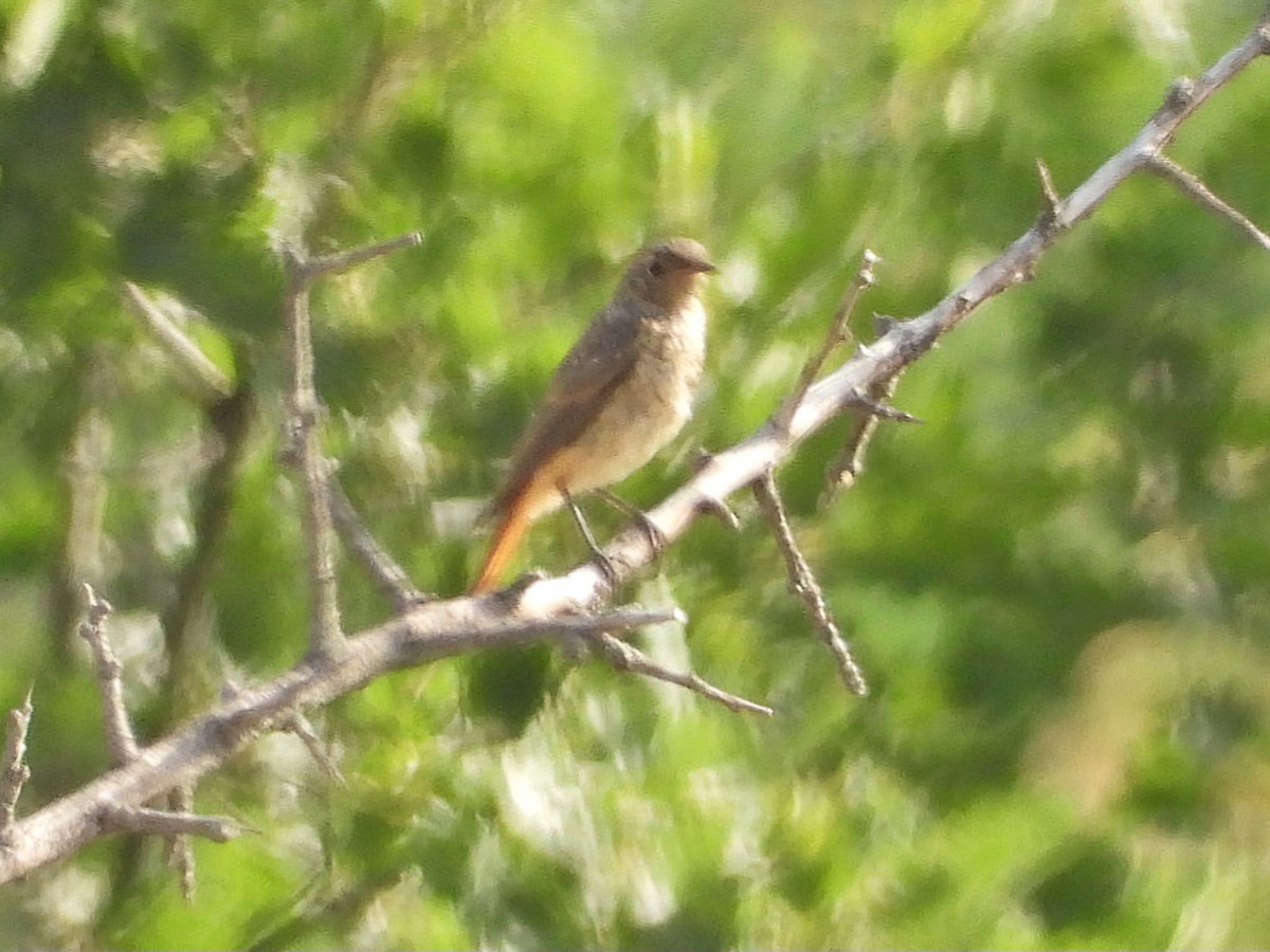 Black Redstart - ML620777744