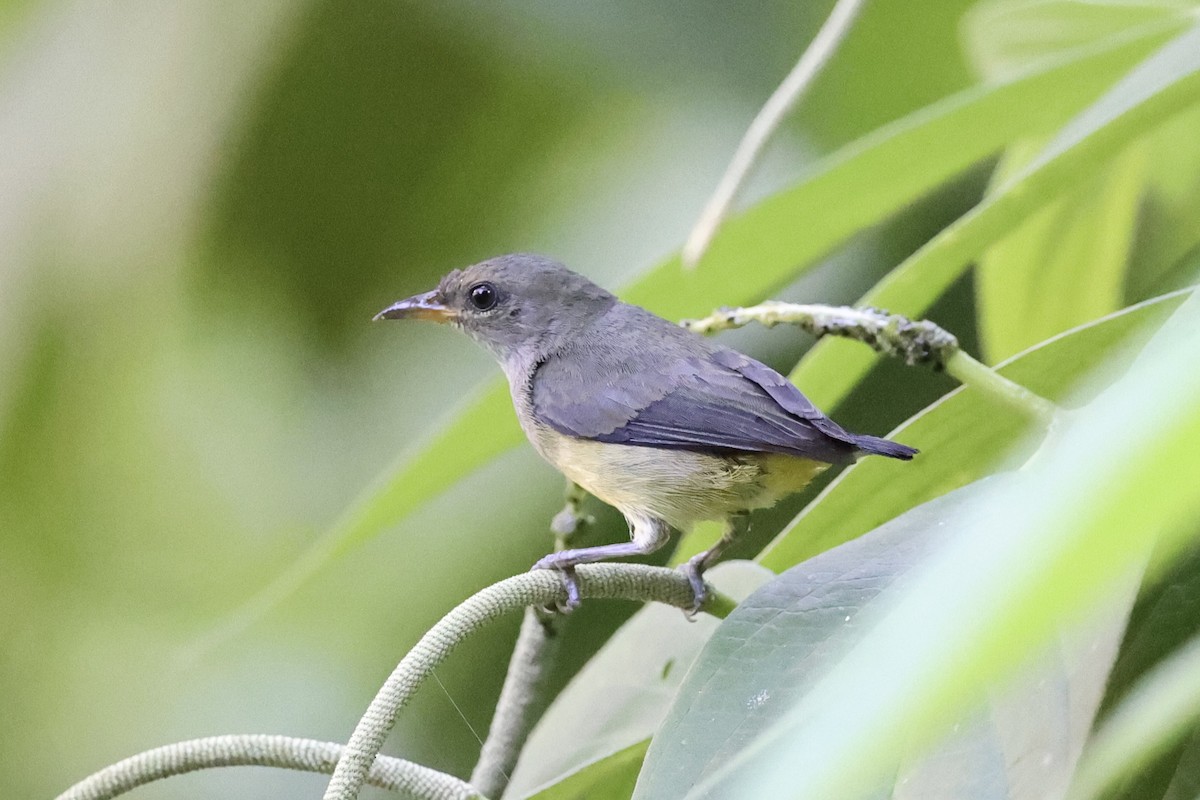 Orange-bellied Flowerpecker - ML620777748