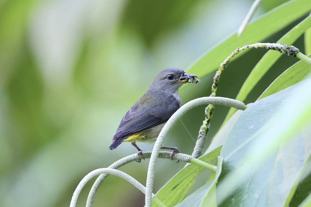 Orange-bellied Flowerpecker - ML620777749