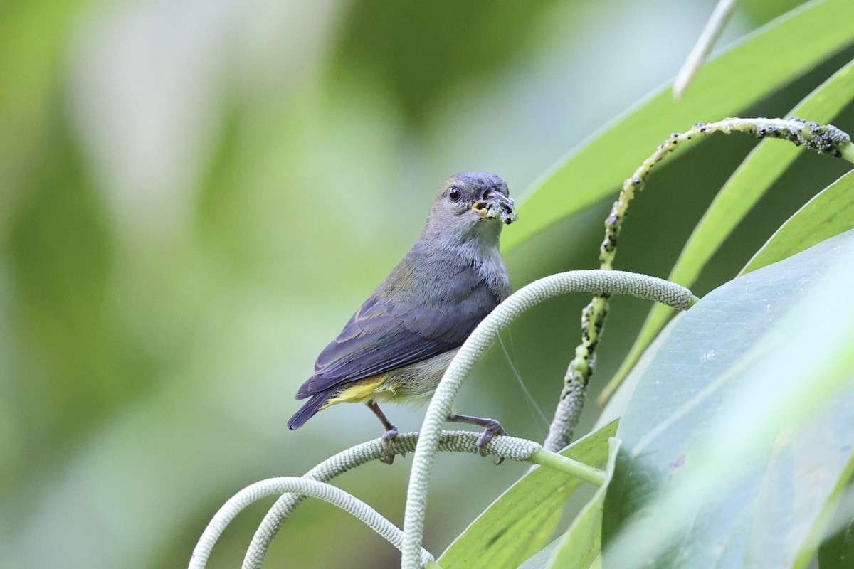 Orange-bellied Flowerpecker - ML620777750